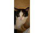 Adopt Soba a Black & White or Tuxedo Domestic Shorthair (short coat) cat in