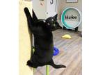 Adopt Haylee a Black & White or Tuxedo Domestic Shorthair (short coat) cat in