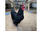 Adopt Hercules a Chicken bird in FREEPORT, FL (35181663)