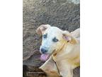 Adopt Pearl a Tan/Yellow/Fawn Mixed Breed (Medium) / Weimaraner / Mixed dog in