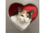 Adopt Cindy Lou a Calico or Dilute Calico Domestic Shorthair / Mixed cat in