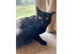 Adopt Ramona a Black (Mostly) Domestic Shorthair (short coat) cat in White