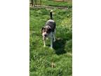 Adopt Gator a Black - with Gray or Silver Beagle / Mixed dog in Vallonia