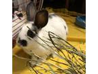 Adopt Blueberry a Other/Unknown / Mixed rabbit in St. Louis, MO (35312980)