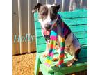 Adopt HOLLY a Black - with White Great Dane / Pit Bull Terrier / Mixed dog in