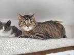 Adopt Benjamin a Brown Tabby Bengal (short coat) cat in Chicago, IL (30369652)