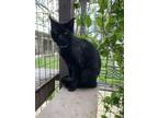 Adopt Boogey a All Black Hemingway/Polydactyl (short coat) cat in Hollister