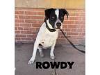 Adopt Rowdy a Black - with White American Staffordshire Terrier / Labrador