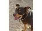 Adopt Ruger a Brown/Chocolate - with Tan Doberman Pinscher / Rottweiler / Mixed