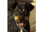 Adopt Remington a Black - with Tan, Yellow or Fawn Rottweiler / Doberman
