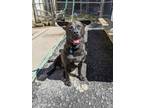 Adopt Nelly a Black Pit Bull Terrier / Mixed dog in Pottsville, PA (31313798)