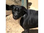 Adopt Mac a Black - with White Labrador Retriever / Cattle Dog / Mixed dog in