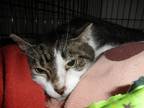 Adopt Arrow21 a Brown Tabby Domestic Shorthair (short coat) cat in Milwaukee