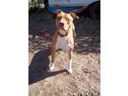 Adopt Nacho a Red/Golden/Orange/Chestnut - with White Pit Bull Terrier /