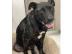 Adopt Doug a Black Labrador Retriever / Staffordshire Bull Terrier / Mixed dog