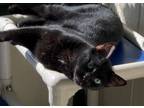 Adopt Abe a All Black Domestic Shorthair (short coat) cat in Topeka