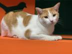 Adopt Tobias a Orange or Red (Mostly) Domestic Shorthair (short coat) cat in