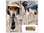 Adopt WILLY a Tricolor (Tan/Brown & Black & White) Hound (Unknown Type) / Mixed