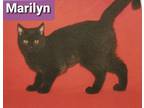 Adopt Marilyn a All Black Domestic Shorthair (short coat) cat in Newark