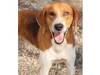 Adopt Robbie a Tan/Yellow/Fawn - with White Coonhound / Mixed dog in Savannah