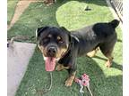 Adopt Gazan a Black - with Tan, Yellow or Fawn Rottweiler / Mixed dog in