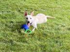 Adopt Radar a Tan/Yellow/Fawn Labrador Retriever / German Shepherd Dog / Mixed
