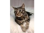 Adopt Lucky a Brown Tabby Domestic Shorthair (short coat) cat in Arlington/Ft