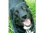 Adopt Bella a Black - with White Border Collie / Labrador Retriever / Mixed dog