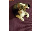 Adopt Sam a Gray, Blue or Silver Tabby Domestic Shorthair / Mixed cat in
