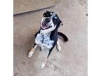 Adopt Maggie a Black - with Tan, Yellow or Fawn Blue Heeler / Mixed dog in