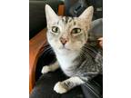 Adopt Cassie a Tiger Striped Domestic Shorthair (short coat) cat in Marina del