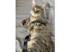 Adopt Cleo a Tiger Striped Domestic Shorthair (short coat) cat in Marina del