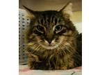 Adopt Kalen a Domestic Longhair / Mixed cat in Spokane Valley, WA (33208340)