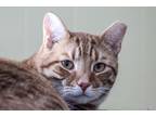 Adopt Reese a Orange or Red Tabby Domestic Shorthair (short coat) cat in