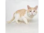 Adopt Geralt a Tan or Fawn Tabby Domestic Shorthair / Mixed cat in Springfield