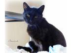 Adopt Danish a All Black Domestic Shorthair (short coat) cat in Macon