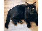 Adopt Tobo a All Black Domestic Shorthair (short coat) cat in Macon