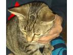 Adopt Petunia a Brown Tabby Domestic Shorthair (short coat) cat in Columbus