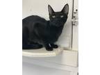 Adopt Violet a All Black Domestic Shorthair (short coat) cat in Jurupa Valley