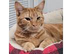 Adopt Carina Smyth a Orange or Red Domestic Shorthair / Mixed cat in Carroll