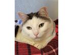 Adopt Diamond a White (Mostly) Domestic Shorthair (short coat) cat in Grayslake
