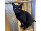 Adopt Viktor a All Black Domestic Shorthair / Mixed cat in Milford