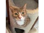 Adopt Dexter (he's spectacular) a Extra-Toes Cat / Hemingway Polydactyl, Tabby