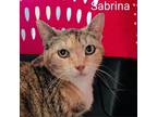 Adopt Sabrina a Tortoiseshell Domestic Shorthair / Mixed cat in Tulsa