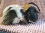 Adopt Fabio & Mario a Multi Guinea Pig (long coat) small animal in Culver City