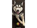 Adopt Trixie a Merle Husky / Mixed Breed (Medium) / Mixed (short coat) dog in