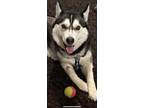 Adopt Trixie a Gray/Blue/Silver/Salt & Pepper Husky / Mixed dog in Spruce Grove