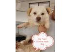 Adopt Da Yuan a White Pomeranian dog in Los Angeles, CA (31567466)