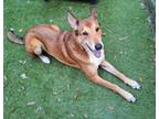 Adopt CHANCE a Carolina Dog, Smooth Collie