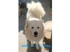 Adopt Jack a White Samoyed / Mixed dog in Los Angeles, CA (31686597)